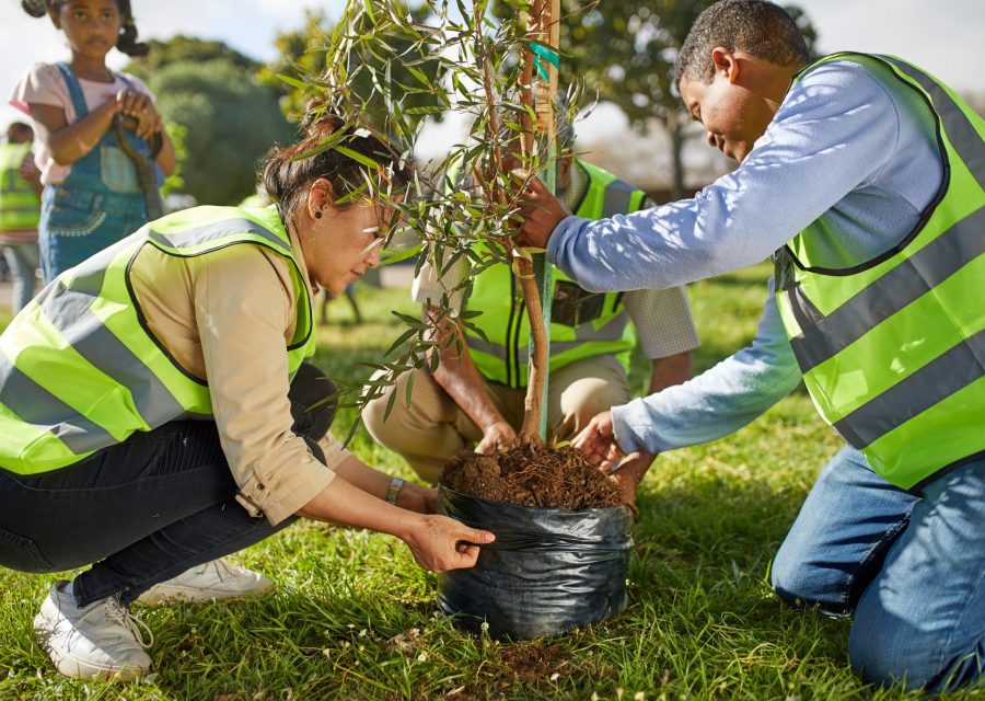 Tree Planting3 Tree Planting3